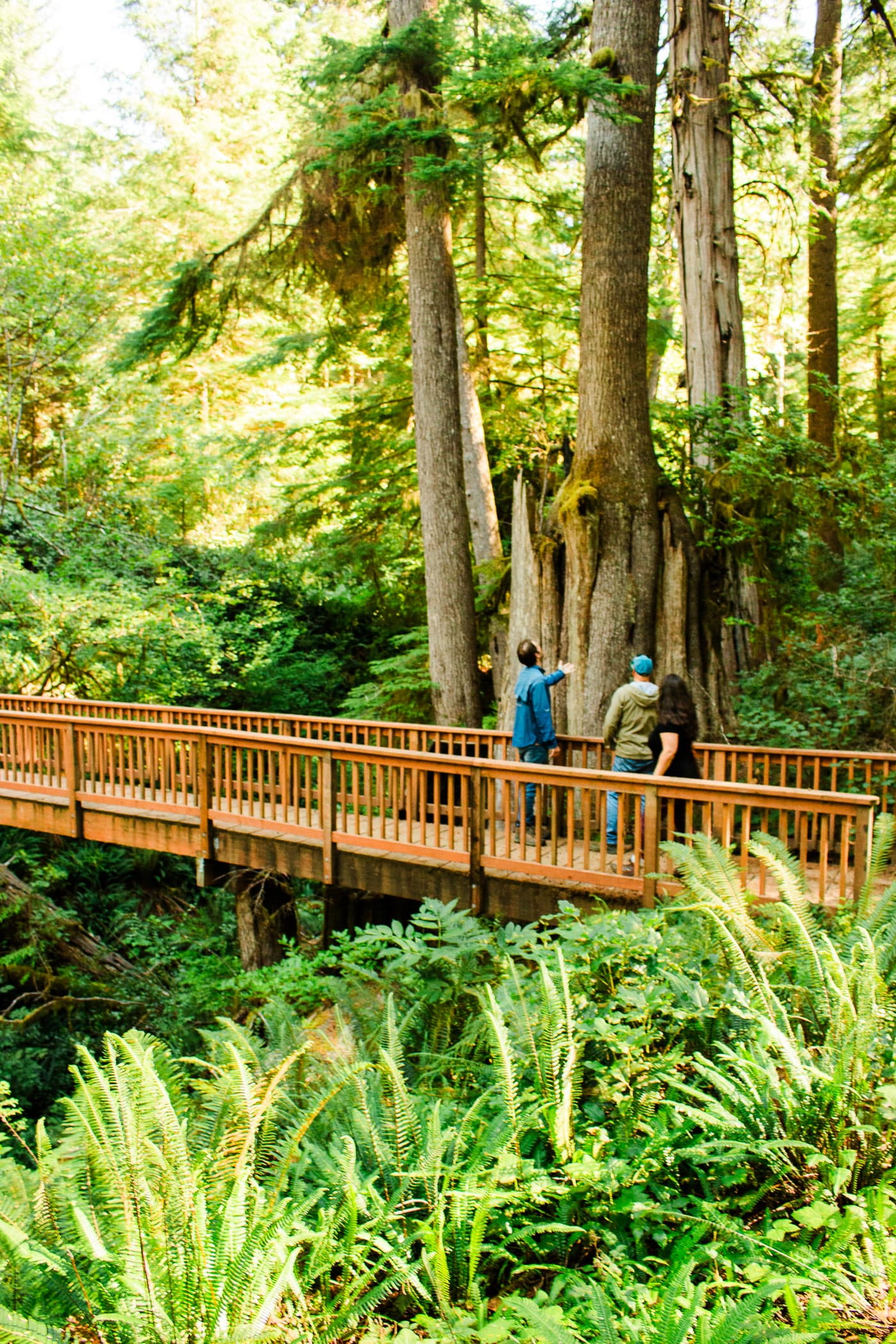 3 people on a wooden bridge in the forest looking at a large tree trunk