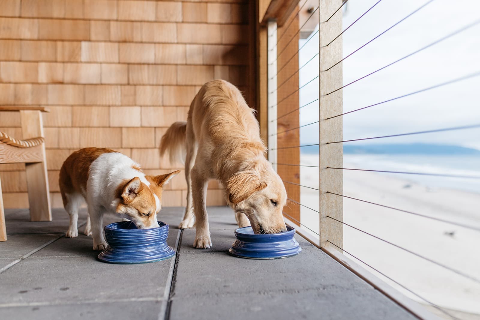 Two dogs drinking from ceramic bowls on a pet-friendly oceanfront deck at Headlands Coastal Lodge & Spa in Pacific City, Oregon