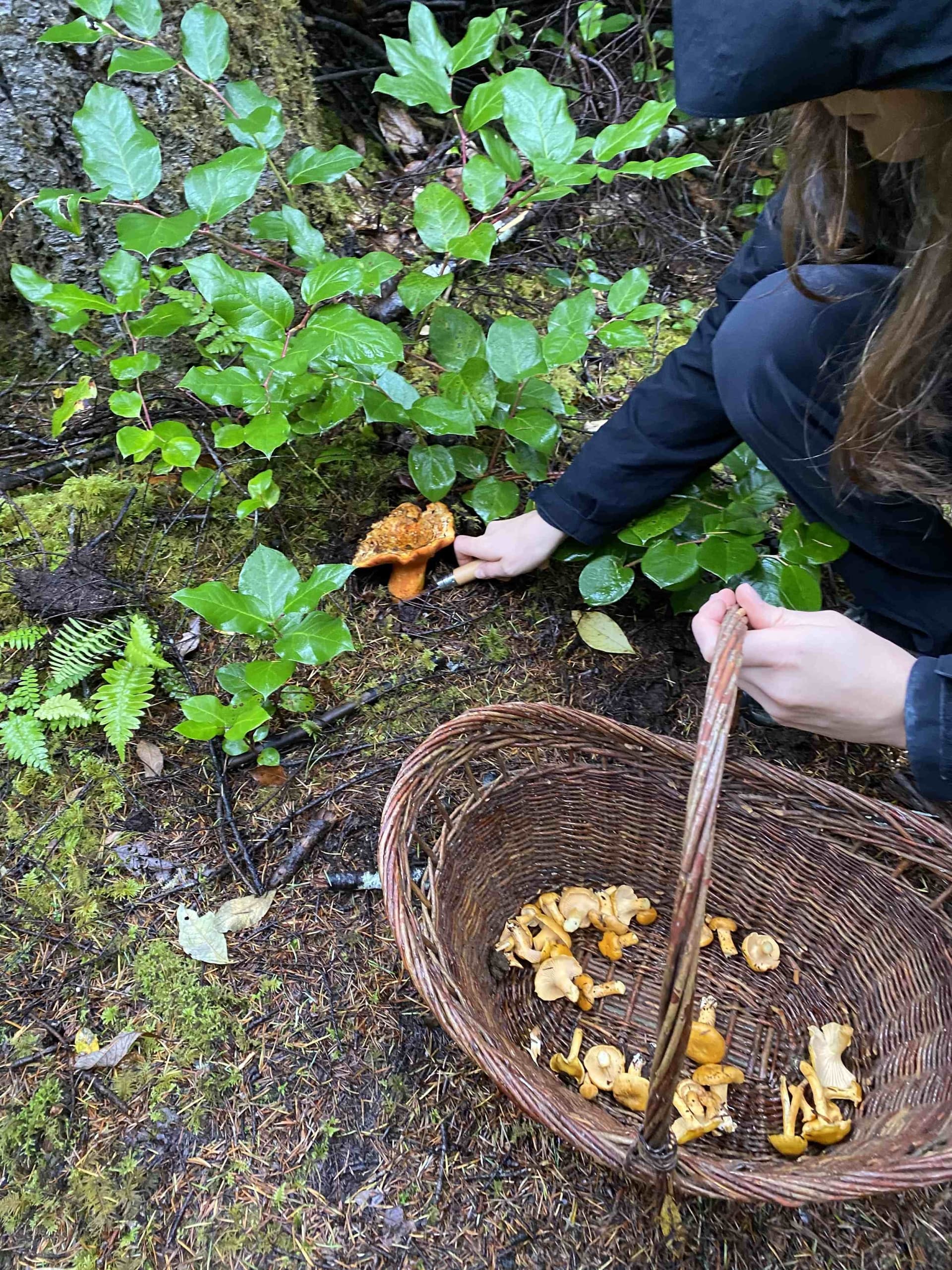 Foraging guest harvesting wild chanterelles into a basket, Headlands Coastal Lodge & Spa, Oregon Coast