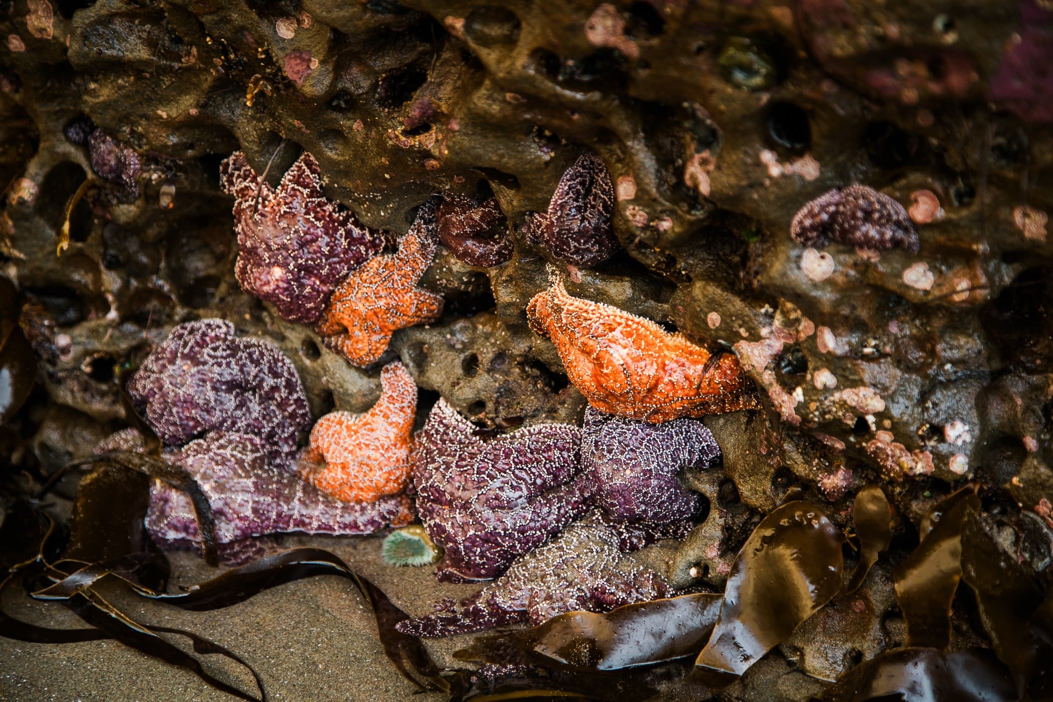 Purple and orange ochre sea stars in a tide pool at Headlands Coastal Lodge & Spa, Pacific City, Oregon