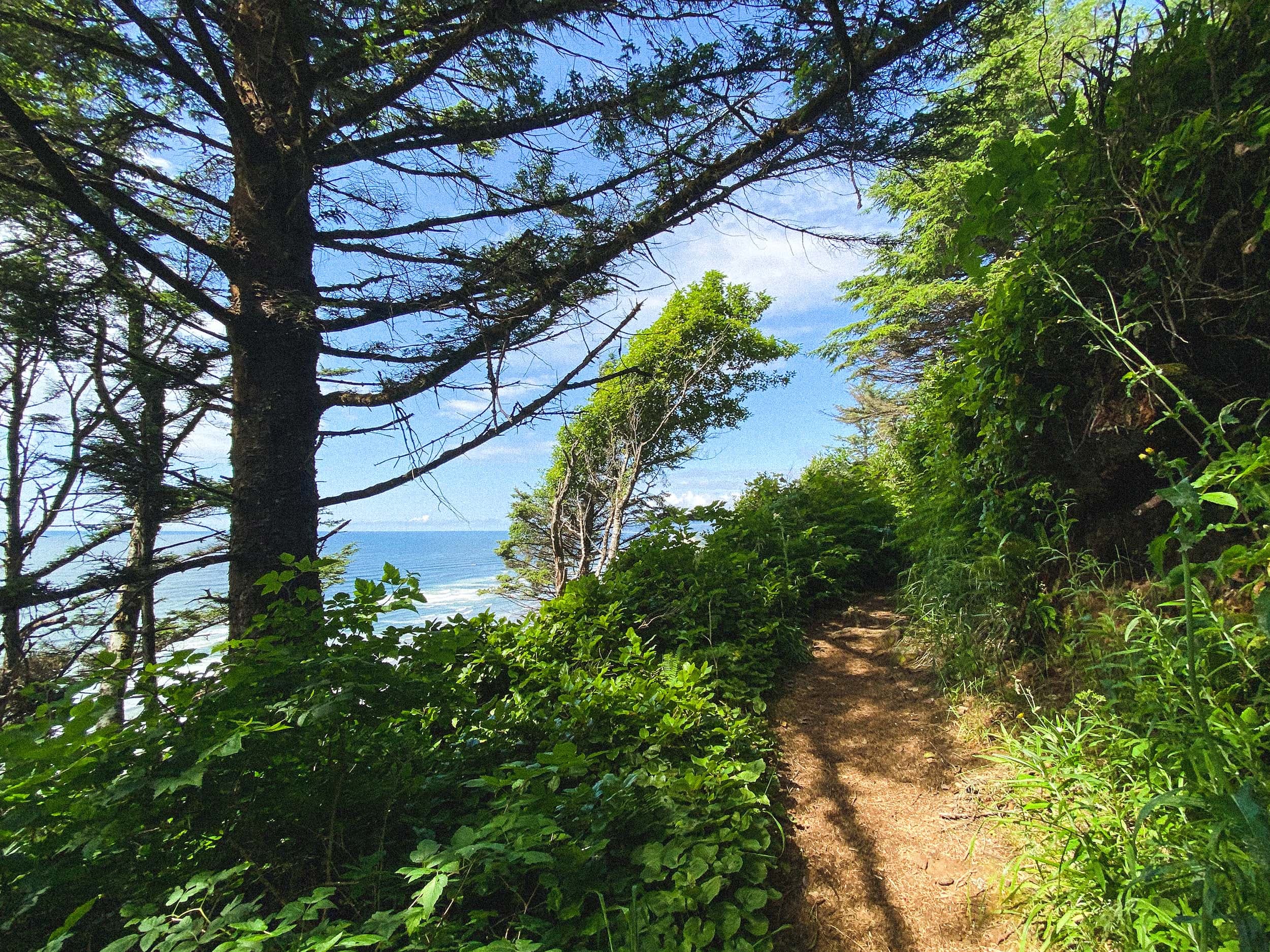 A path in the forest near the shore line