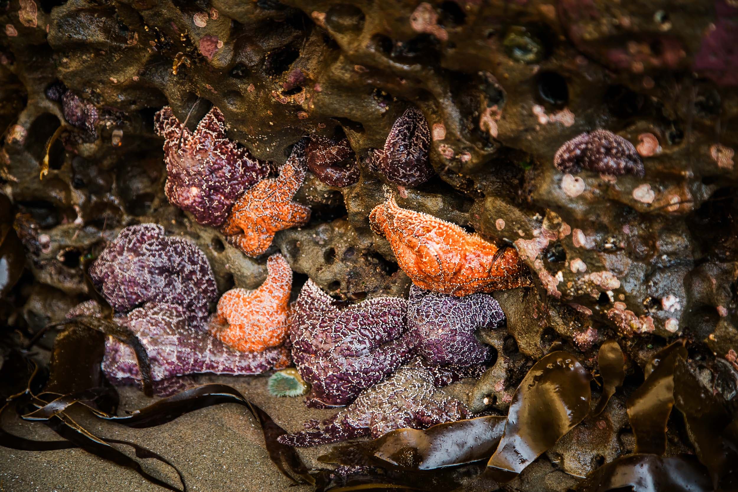 Sea creatures during a night Tide Pool Exploration