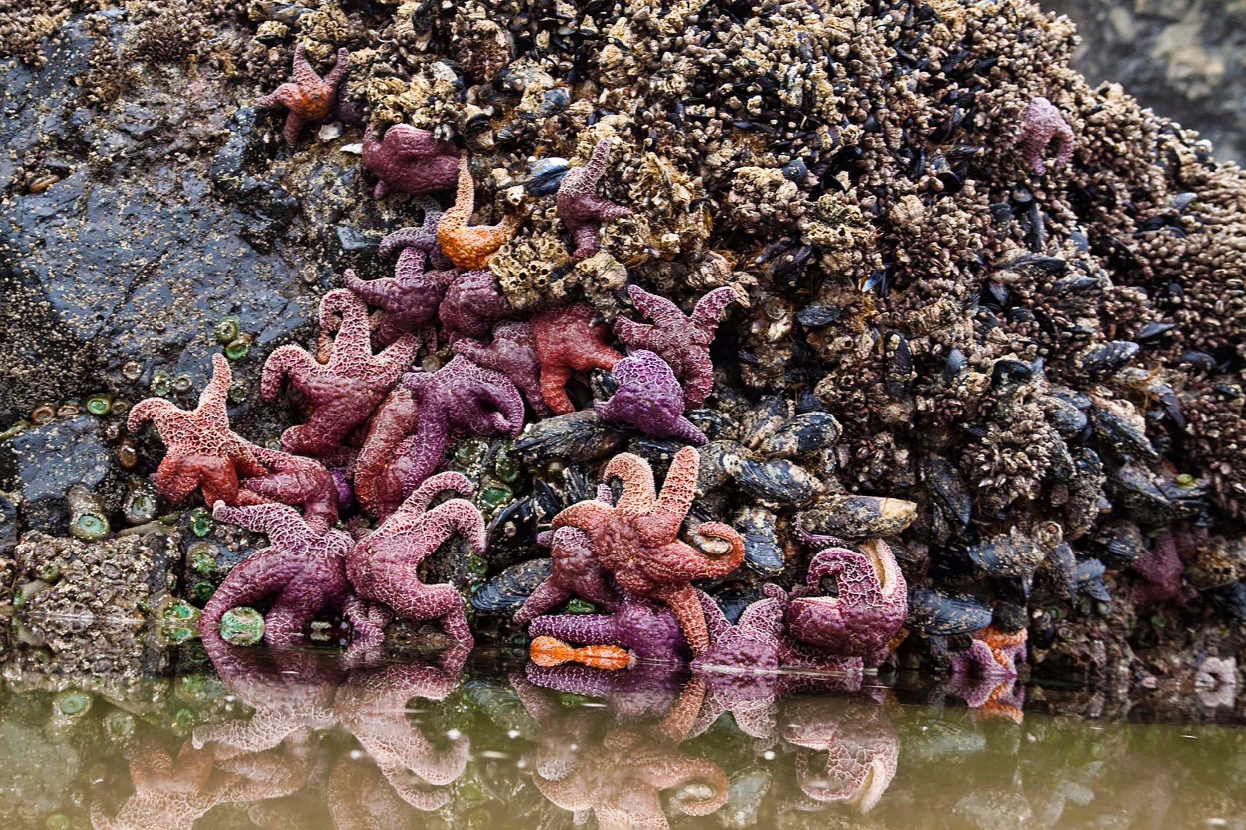 A bunch star fish and other sea creatures at the tide pools at Cape Kiwanda