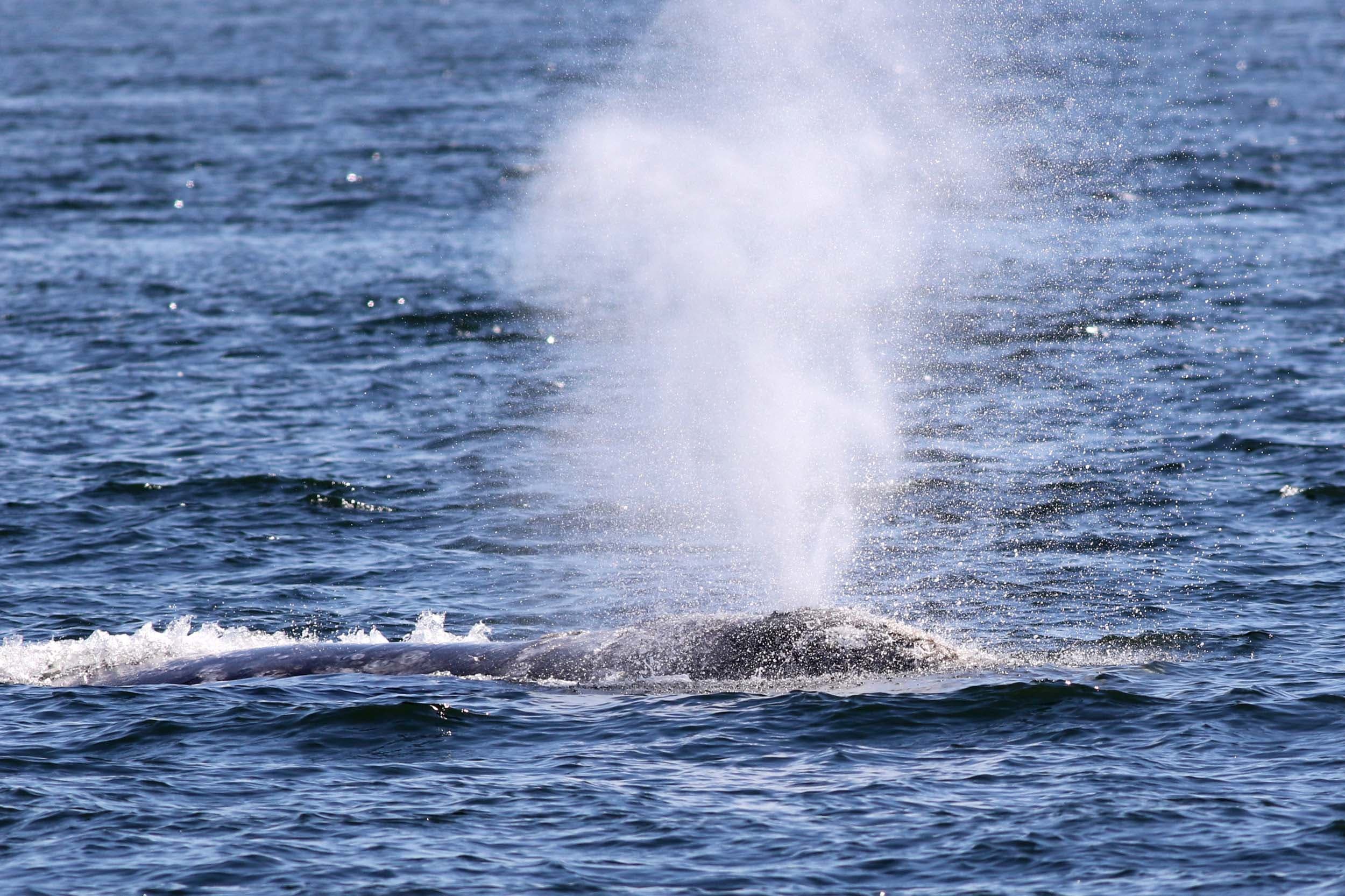 A whale in the ocean with water blowing out of its spout
