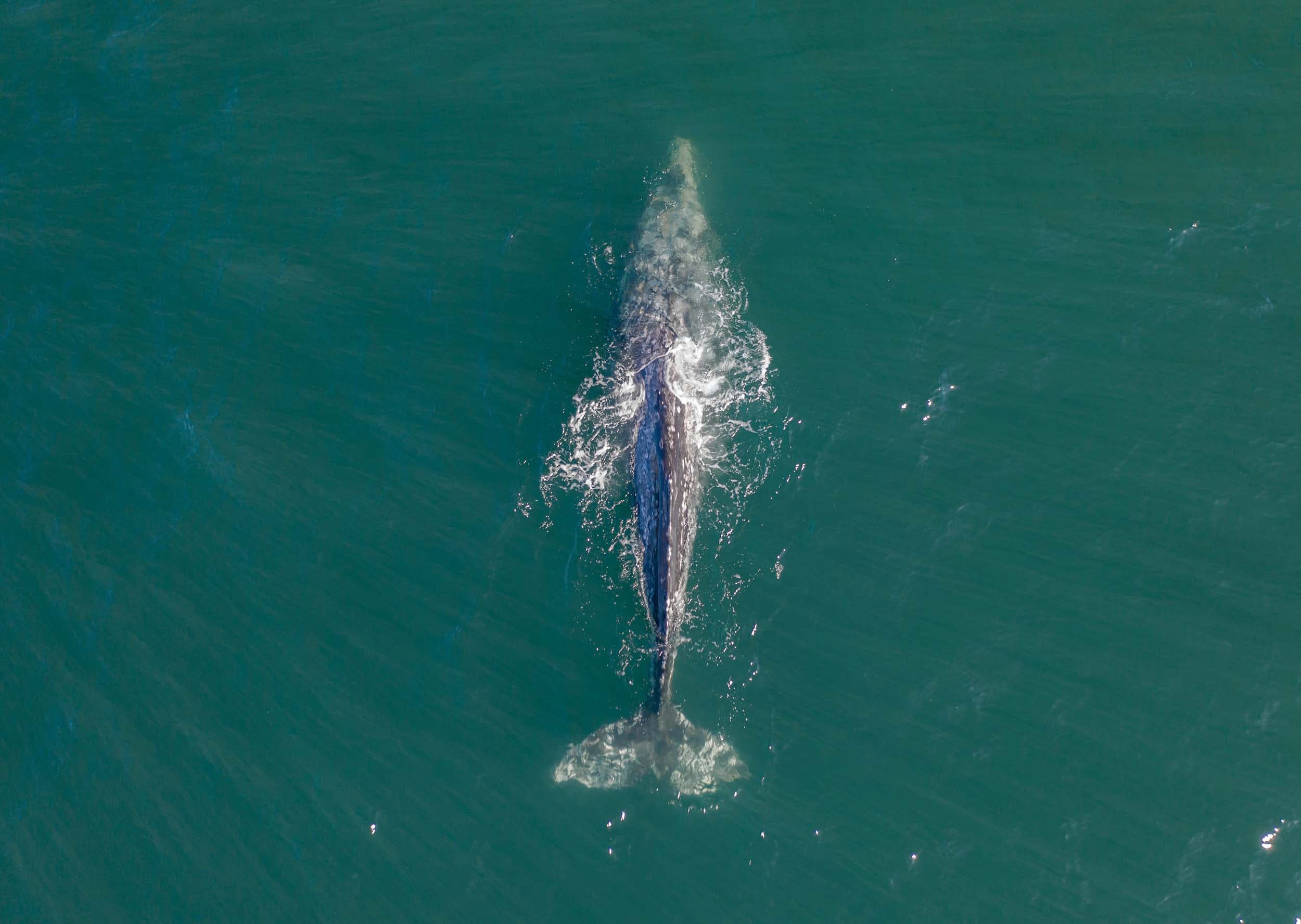 an overhead view of a whale in the ocean