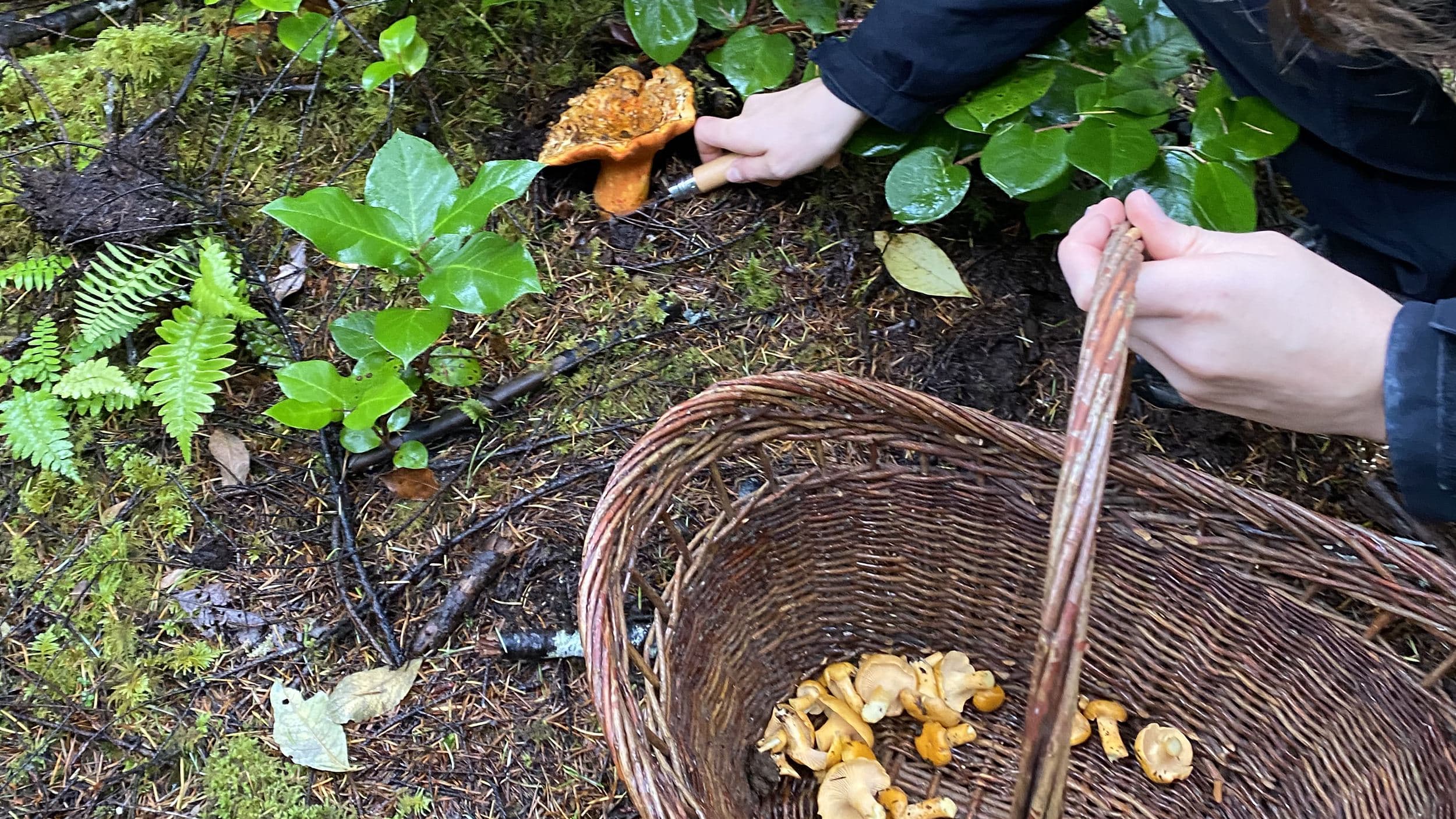 Harvesting golden chanterelles into a woven basket on a foraging experience at Headlands Coastal Lodge & Spa, Oregon