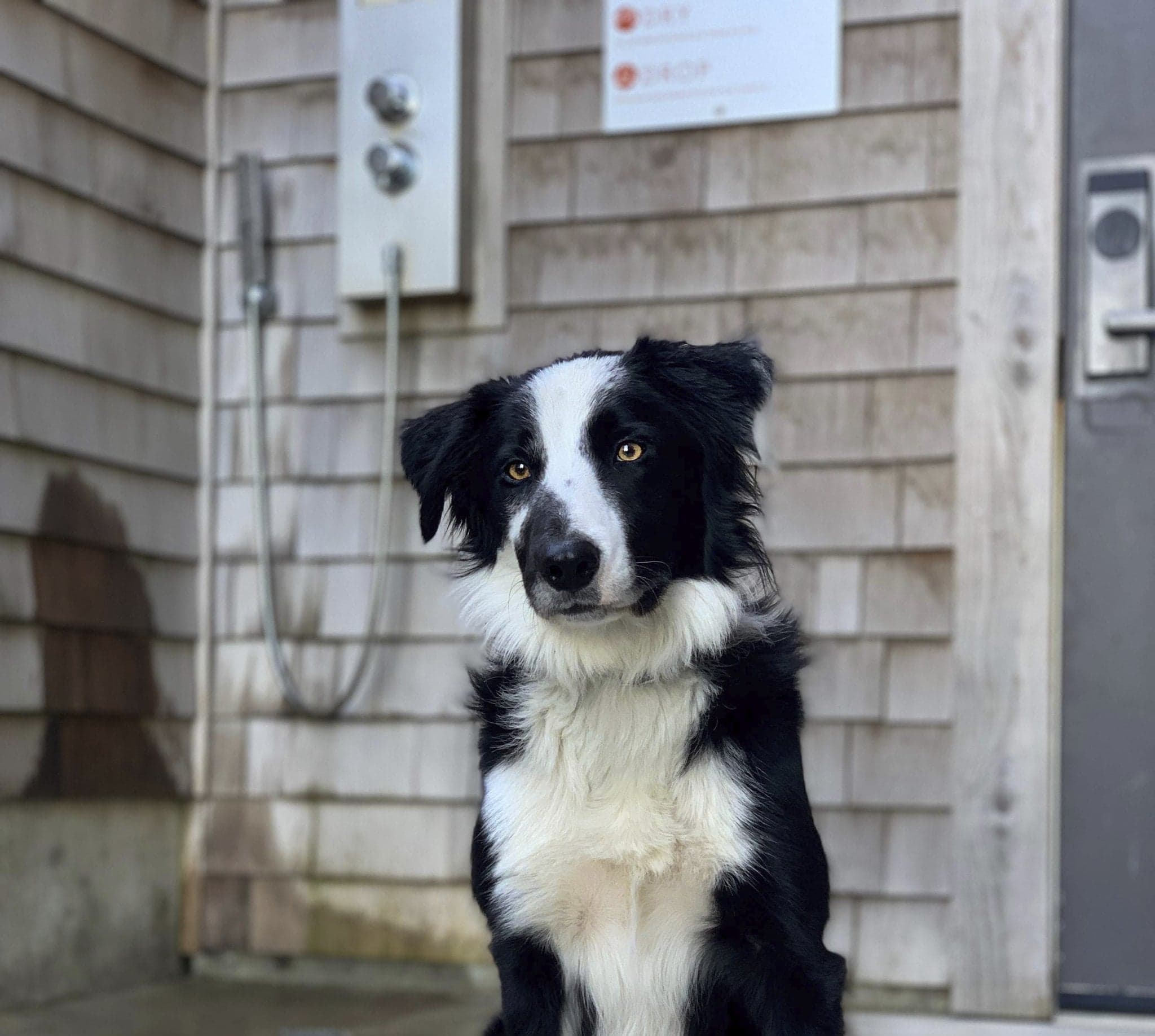 Pet rinse station for sandy paws at Headlands Coastal Lodge & Spa on the Oregon Coast
