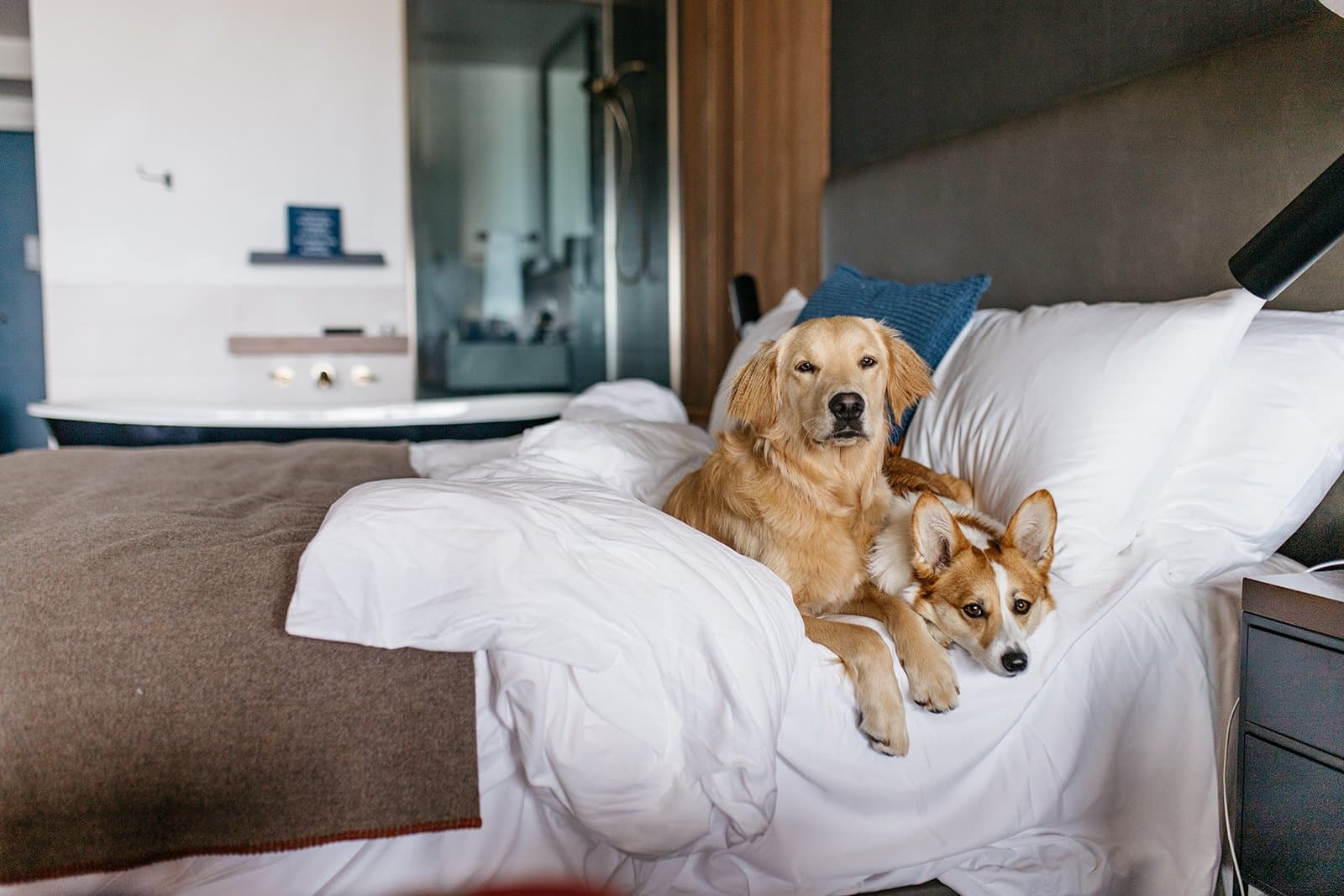 Golden retriever and corgi resting on a guest room bed at Headlands Coastal Lodge & Spa, Pacific City, Oregon
