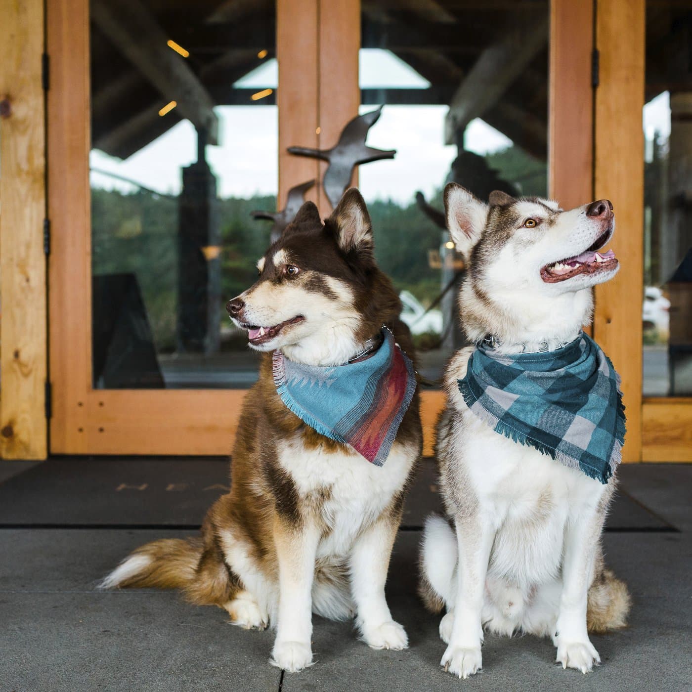 Dogs welcomed at the front doors of pet-friendly Headlands Coastal Lodge & Spa on the Oregon Coast
