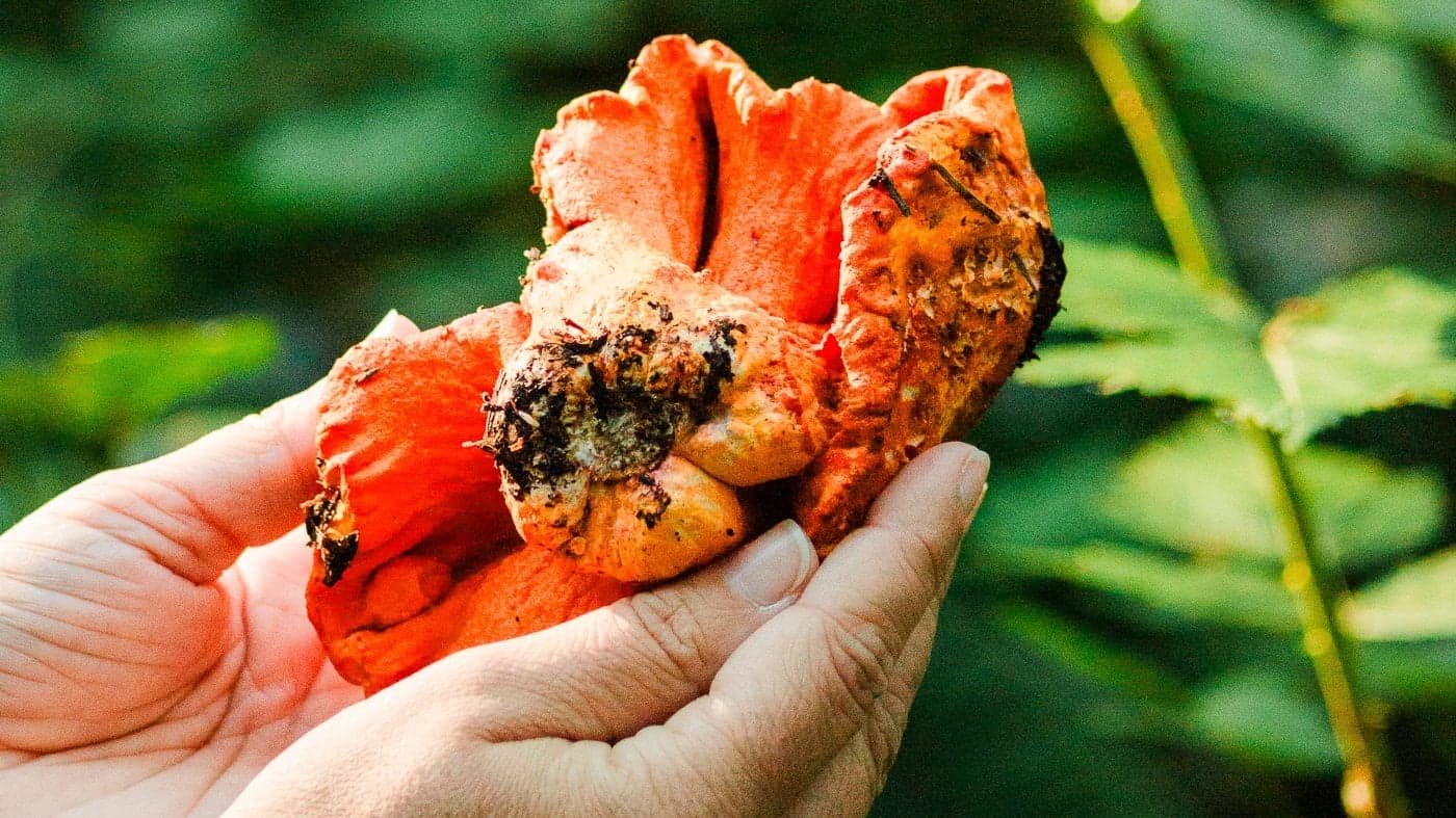 Hand holding a freshly foraged lobster mushroom at Headlands Coastal Lodge & Spa, Pacific City, Oregon