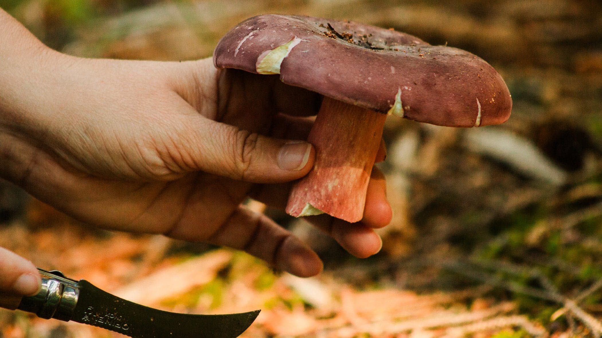 Foraged wild russula mushroom held with a harvest knife near Headlands Coastal Lodge & Spa, Pacific City, Oregon