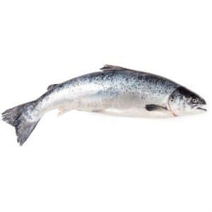 salmon